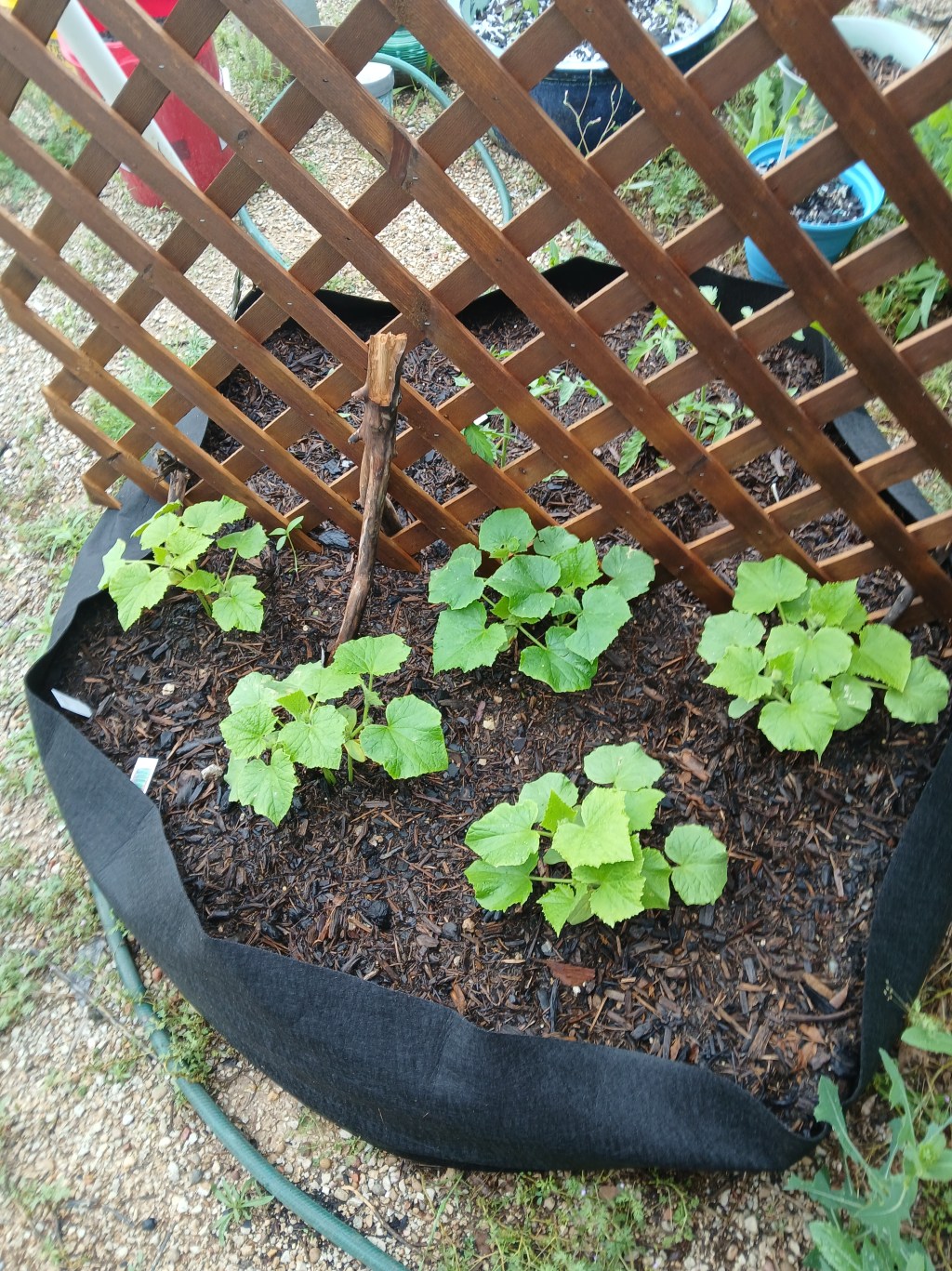 Transforming Old Items into a Productive&nbsp;Garden
